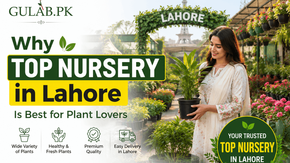 Why Top Nursery in Lahore Is Best for Plant Lovers