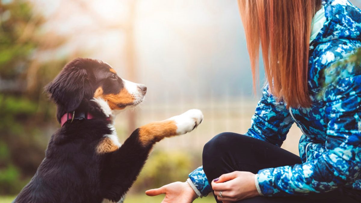 Best Puppy Preschool Ramsgate Beach: 5 Secrets Australian Pet Parents Need to Know Now