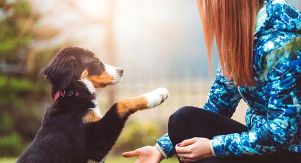 Best Puppy Preschool Ramsgate Beach: 5 Secrets Australian Pet Parents Need to Know Now